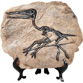 LAGOM HOUSE Resin Fossils Dinosaur Model Dinosaur Fossil Replica Decoration Velociraptor Model/Skeleton Raptor in Home | Office | School (11.4X 7in) (Style β)