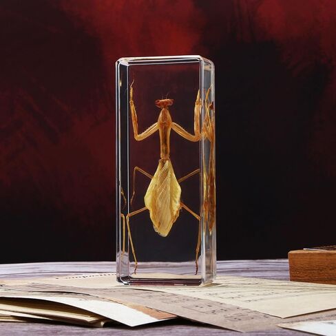 Taxidermy Praying Mantis Insect in Resin, 4.3 x 1.7 x 1.1 inches Real Bug Praying Mantis Specimens Animal in Resin Paperweights Specimen for Classroom Science Education Desk Decor (Praying Mantis) in Saudi Arabia