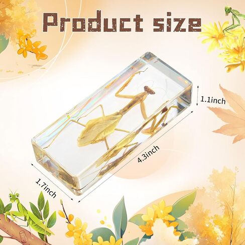 Taxidermy Praying Mantis Insect in Resin, 4.3 x 1.7 x 1.1 inches Real Bug Praying Mantis Specimens Animal in Resin Paperweights Specimen for Classroom Science Education Desk Decor (Praying Mantis) in Saudi Arabia