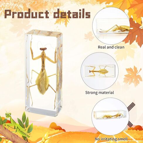 Taxidermy Praying Mantis Insect in Resin, 4.3 x 1.7 x 1.1 inches Real Bug Praying Mantis Specimens Animal in Resin Paperweights Specimen for Classroom Science Education Desk Decor (Praying Mantis) in Saudi Arabia