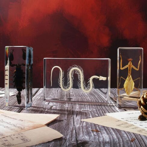 Taxidermy Praying Mantis Insect in Resin, 4.3 x 1.7 x 1.1 inches Real Bug Praying Mantis Specimens Animal in Resin Paperweights Specimen for Classroom Science Education Desk Decor (Praying Mantis) in Saudi Arabia