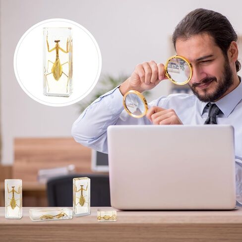 Taxidermy Praying Mantis Insect in Resin, 4.3 x 1.7 x 1.1 inches Real Bug Praying Mantis Specimens Animal in Resin Paperweights Specimen for Classroom Science Education Desk Decor (Praying Mantis) in Saudi Arabia