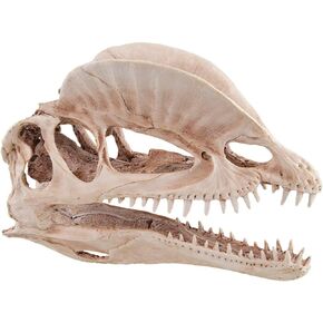 Underwater Treasures Dinosaur Skull