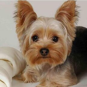 Puraikcmi 5D DIY Diamond Art Painting Yorkie Yorkshire Terrier Dog 16X16 inches Full Round Drill Rhinestone Embroidery for Wall Decoration