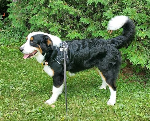 No-Pull Small Dog Harness - Tatical Dog Harness for Small Dog with Handle, Freedom No Pull Escape Proof Dog Vest Harness, Front Clip Reflective Adjustable Service Dog Harness(Black, Small) in Saudi Arabia
