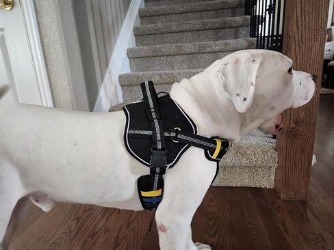 No-Pull Small Dog Harness - Tatical Dog Harness for Small Dog with Handle, Freedom No Pull Escape Proof Dog Vest Harness, Front Clip Reflective Adjustable Service Dog Harness(Black, Small) in Saudi Arabia