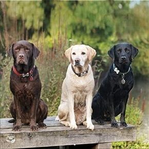TURNER PHOTOGRAPHIC Labrador Retrievers 12X12 Photo Wall Calendar (24998940083)