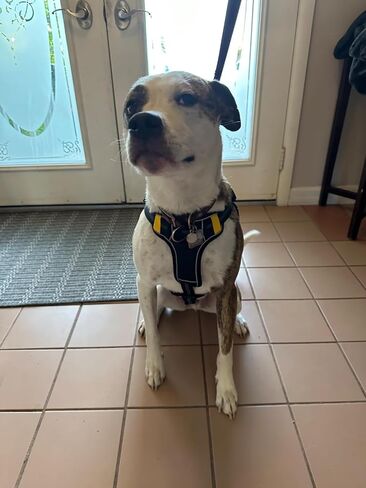 No-Pull Small Dog Harness - Tatical Dog Harness for Small Dog with Handle, Freedom No Pull Escape Proof Dog Vest Harness, Front Clip Reflective Adjustable Service Dog Harness(Black, Small) in Saudi Arabia
