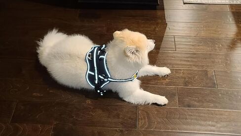 No-Pull Small Dog Harness - Tatical Dog Harness for Small Dog with Handle, Freedom No Pull Escape Proof Dog Vest Harness, Front Clip Reflective Adjustable Service Dog Harness(Black, Small) in Saudi Arabia