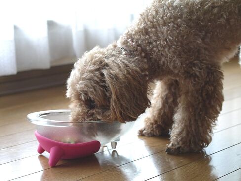 Hario "Wanco" Glass Dog Bowl, 150ml, Cherry Pink in Saudi Arabia