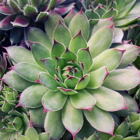 2024 Succulents Monthly Wall Calendar by Bright Day, 12 x 12 Inch Cactus Aloe Vera Desert plants in Saudi Arabia
