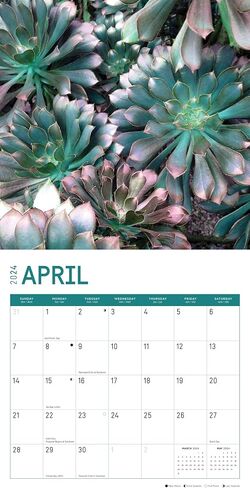 2024 Succulents Monthly Wall Calendar by Bright Day, 12 x 12 Inch Cactus Aloe Vera Desert plants in Saudi Arabia