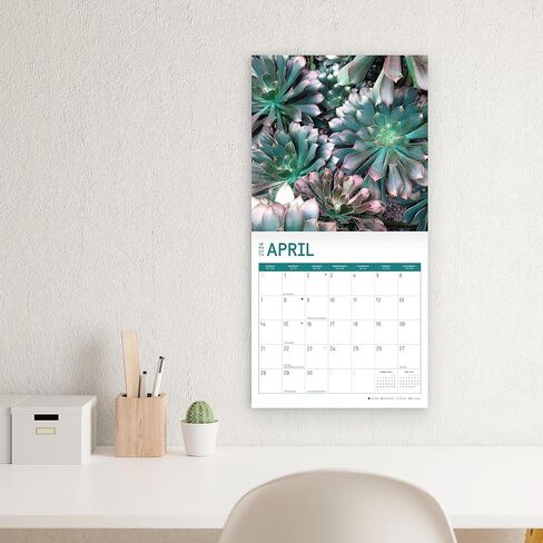 2024 Succulents Monthly Wall Calendar by Bright Day, 12 x 12 Inch Cactus Aloe Vera Desert plants in Saudi Arabia