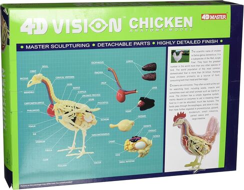 نموذج تشريح الدجاج من تيدكو 4D Vision in Kuwait