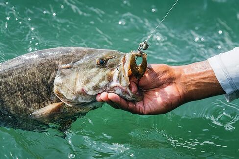 Berkley unisex-adult PowerBait Chigger Craw Watermelon ,4" (9 Count) in Saudi Arabia