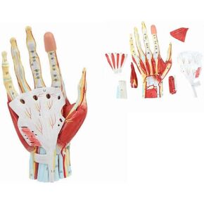 Medical Anatomical Hand Skeleton Model with Ligaments, Muscles, Nerves and Arteries, 7-Part, Life Size