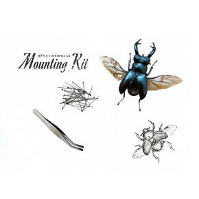 Generic Complete Beetle Insect Mounting Kit with Foam Spreading Pinning Board with Entomology Pins, Vellum Glassine Paper, Wing Risers, Tweezers, and Real, Dried, Preserved Beetle Specimen