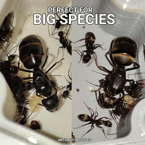 Ant Colony Starter Kit - Professional Formicarium for Queens and Small Ant Colonies - Modular Ant Farm Nest (Gray - Small Species) in Saudi Arabia