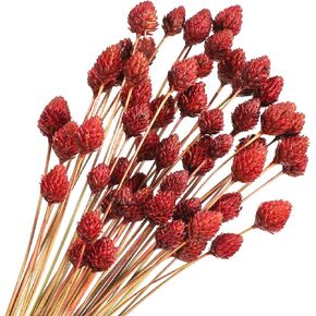 60 Pcs Red Dried Flowers for Vase Bouquet Bulk 16" Mini Billy Ball Flowers Natural Fall Dried Pine Ball Flowers Eternal Life Flower with Wedding Decor Bridal Shower Arrangement Party Home Table Decor