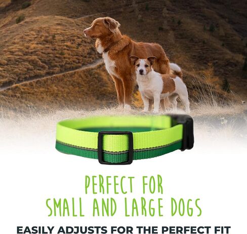 طوق كلب عاكس للضوء من مايتي باو | طوق ممتاز عالي الوضوح مع خياطة عاكسة. مقاومة للطقس، أجزاء صلبة شديدة التحمل، ألوان وتصميم أنيق. مثالية للحيوانات الأليفة الصغيرة والكبيرة (برتقالي) in Kuwait