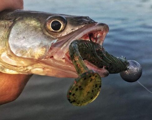 Yum Lures Yum 4 5 Pulse in Saudi Arabia