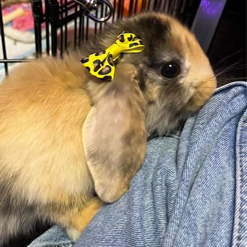 100PCS(50pairs) Cute Puppy Dog Hair Bows for Small Dogs with Clips Handmade，Small Size Girl Hair Accessories Puppy Grooming in Saudi Arabia