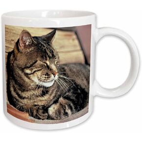 3dRose Utah, Capitol Reef NP Sleeping Tabby cat-US45 RER0114-Ric Ergenbright Ceramic Mug, 11 oz, White