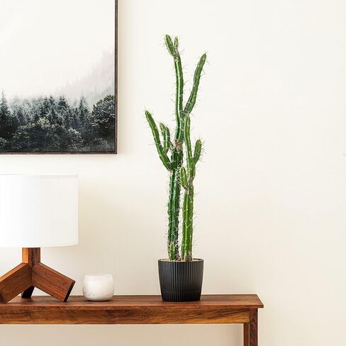 Vickerman Everyday 18" Indoor Artificial Green Cactus in Cement Pot - Pre-Made Potted Cactus - Durable Plastic Plant in Cement Pot - Maintenance Free in Saudi Arabia