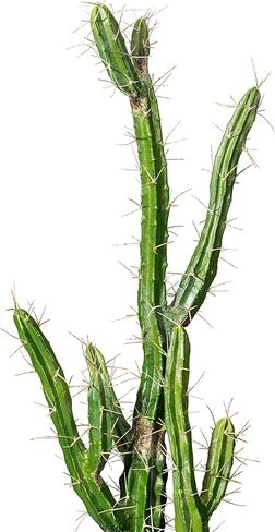 Vickerman Everyday 18" Indoor Artificial Green Cactus in Cement Pot - Pre-Made Potted Cactus - Durable Plastic Plant in Cement Pot - Maintenance Free in Saudi Arabia