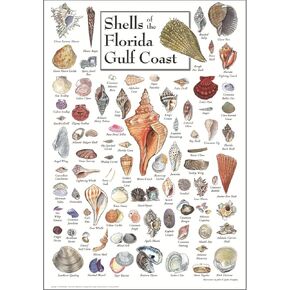 Earth Sky + Water - Shells of Florida’s Gulf Coast - Double-matted Posters with Black Frame
