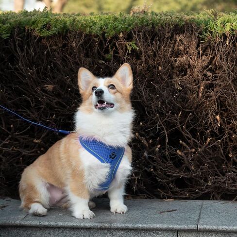 مجموعة حزام ومقود للكلاب الشبكية الناعمة من PUPTECK للكلاب الصغيرة والمتوسطة، سترة مبطنة عاكسة وقابلة للتعديل، حزام مانع للسحب والهروب، أزرق M in Kuwait