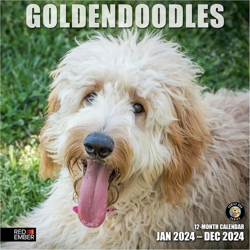 RED EMBER Goldendoodles 2024 Hangable Monthly Wall Calendar | 12" x 24" Open | Thick & Sturdy Paper | Giftable | Cute Dog | Good as Golden in Saudi Arabia