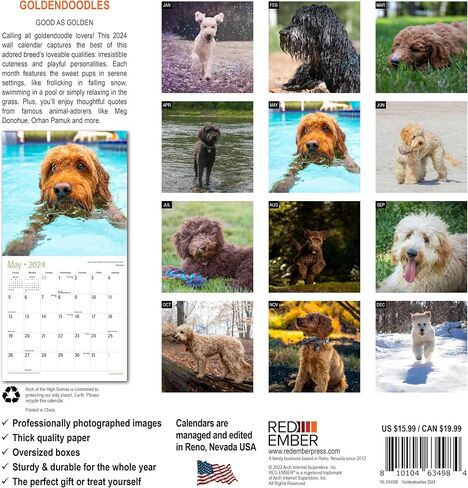 RED EMBER Goldendoodles 2024 Hangable Monthly Wall Calendar | 12" x 24" Open | Thick & Sturdy Paper | Giftable | Cute Dog | Good as Golden in Saudi Arabia