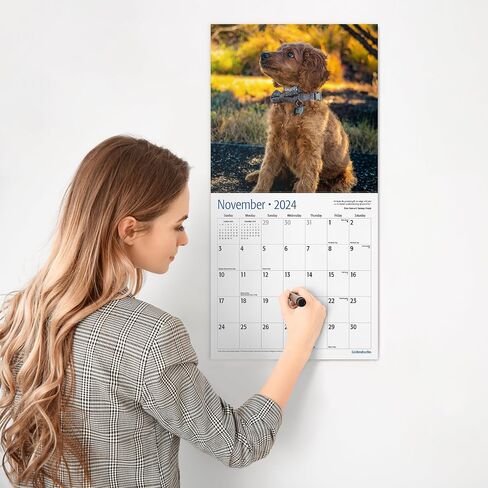 RED EMBER Goldendoodles 2024 Hangable Monthly Wall Calendar | 12" x 24" Open | Thick & Sturdy Paper | Giftable | Cute Dog | Good as Golden in Saudi Arabia