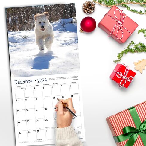 RED EMBER Goldendoodles 2024 Hangable Monthly Wall Calendar | 12" x 24" Open | Thick & Sturdy Paper | Giftable | Cute Dog | Good as Golden in Saudi Arabia