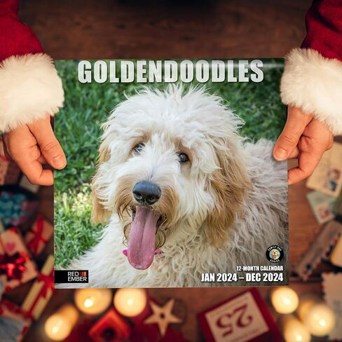 RED EMBER Goldendoodles 2024 Hangable Monthly Wall Calendar | 12" x 24" Open | Thick & Sturdy Paper | Giftable | Cute Dog | Good as Golden in Saudi Arabia