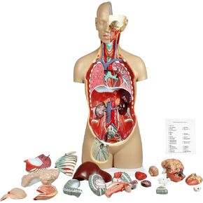 Parco Scientific 17 Removable Parts Sexless Human Torso | Open Back Exposes Muscular Layers, With Instruction Manual and Zip Dust Cover, Human Torso model
