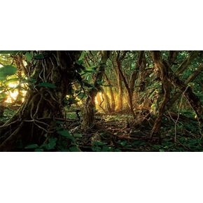 YongFoto Reptile Terrarium Background 36x24 inch Reptile Tank Background Tropical Rainforest Jungle Enchanted Forest Woods Old Tree Reptile Habitat Background Bearded Dragon Tank Background Backdrop