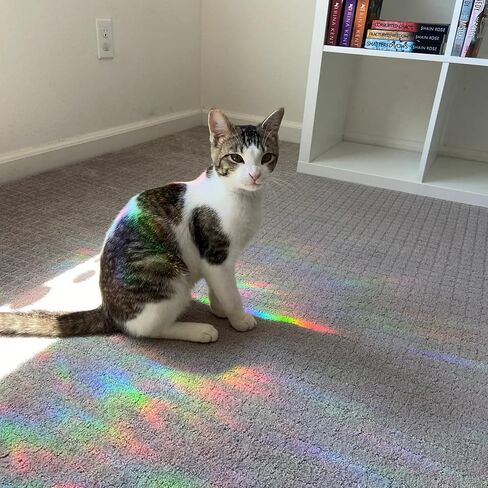 6 قطع من ملصقات النوافذ على شكل زهرة الحياة لضربات الطيور - ملصقات نافذة مضادة للتصادمات لإنقاذ الطيور من اصطدامات النوافذ، ملصقات نافذة منشورية غير لاصقة، ملصقات لالتقاط أشعة الشمس بألوان قوس قزح in Kuwait