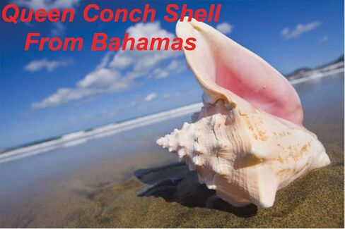 ABCGEMS Bahamas Salmon-Pink Queen Conch Shell Beads (Prime Cut from The Inside-Core of Gigantic Shell) Natural Organic Seashell DIY Jewelry Making - Snowflake, Lucky Clover, Light Pink, 10mm in Saudi Arabia