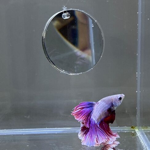 Alfie Pet - Jackson 2-Piece Set Betta Exercise Mirror for Fish Tank in Kuwait