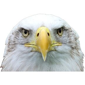 9x6 Large American Bald Eagle Head USA Flag Rear Window Sticker Car Decal Patriotic Auto Bumper Sticker Vinyl Decal for Car Truck RV SUV Boat US Military