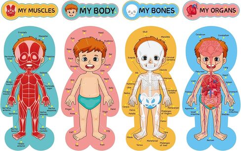 مجموعة لوحة إعلانات جسم الإنسان، ملصقات تعليمية تعليمية لجسم الإنسان، مقاس 11 × 24 بوصة، ديكور للفصل الدراسي للمعلمين، مخطط تعلم أجزاء الجسم للمدرسة، لوحة إعلانات للفصل الدراسي، ديكور المكتب in Kuwait