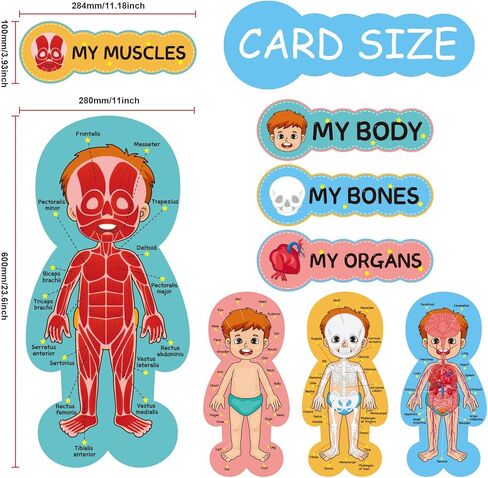 مجموعة لوحة إعلانات جسم الإنسان، ملصقات تعليمية تعليمية لجسم الإنسان، مقاس 11 × 24 بوصة، ديكور للفصل الدراسي للمعلمين، مخطط تعلم أجزاء الجسم للمدرسة، لوحة إعلانات للفصل الدراسي، ديكور المكتب in Kuwait
