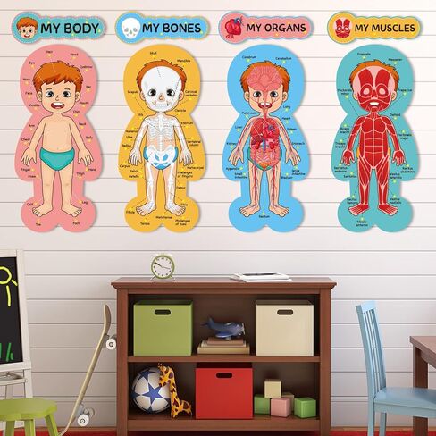 مجموعة لوحة إعلانات جسم الإنسان، ملصقات تعليمية تعليمية لجسم الإنسان، مقاس 11 × 24 بوصة، ديكور للفصل الدراسي للمعلمين، مخطط تعلم أجزاء الجسم للمدرسة، لوحة إعلانات للفصل الدراسي، ديكور المكتب in Kuwait