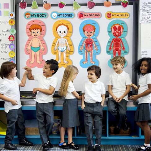 مجموعة لوحة إعلانات جسم الإنسان، ملصقات تعليمية تعليمية لجسم الإنسان، مقاس 11 × 24 بوصة، ديكور للفصل الدراسي للمعلمين، مخطط تعلم أجزاء الجسم للمدرسة، لوحة إعلانات للفصل الدراسي، ديكور المكتب in Kuwait