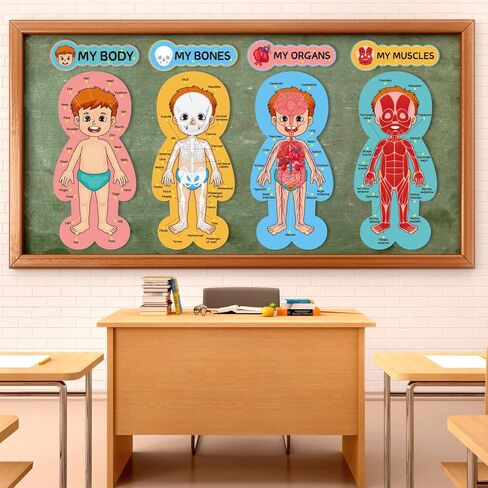 مجموعة لوحة إعلانات جسم الإنسان، ملصقات تعليمية تعليمية لجسم الإنسان، مقاس 11 × 24 بوصة، ديكور للفصل الدراسي للمعلمين، مخطط تعلم أجزاء الجسم للمدرسة، لوحة إعلانات للفصل الدراسي، ديكور المكتب in Kuwait