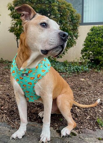 Tacos & Margaritas Dog Harness, Medium, Green in Saudi Arabia