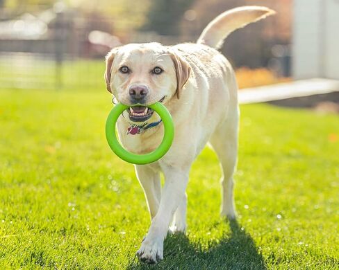 لعبة المضغ الدائرية المصنوعة من المطاط الطبيعي من شركة Roscoe's Pet Products. آمنة وغير سامة. in Kuwait