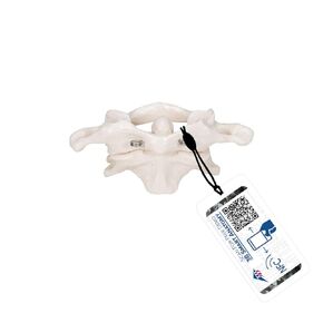 3B Scientific A71 Atlas and Axis w/out stand - 3B Smart Anatomy